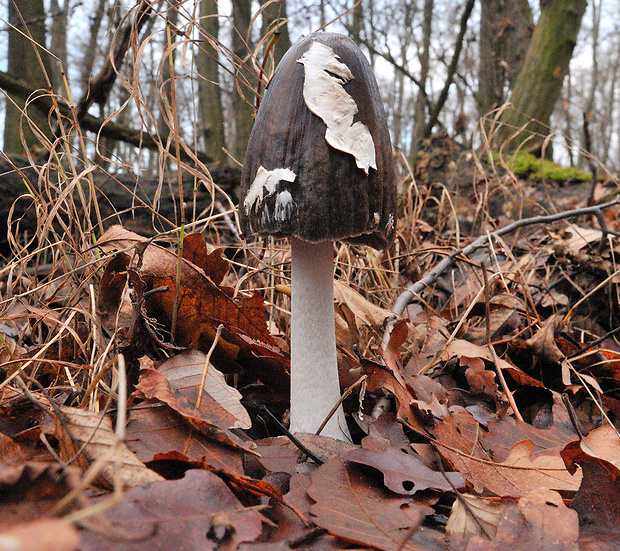 hnojník strakatý Coprinopsis picacea (Bull.) Redhead, Vilgalys & Moncalvo