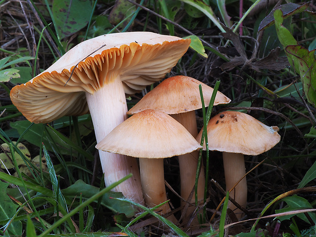 lúčnica statná Cuphophyllus pratensis (Fr.) Bon