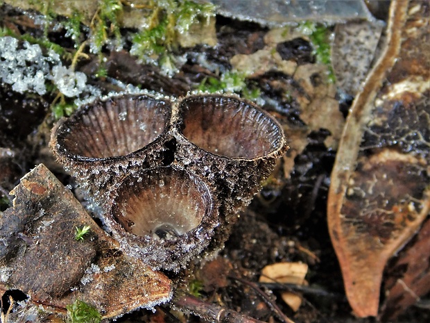 čiaškovec pásikavý Cyathus striatus (Huds.) Willd.