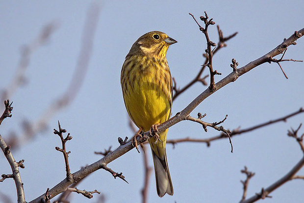 strnádka žltá  Emberiza citrinella