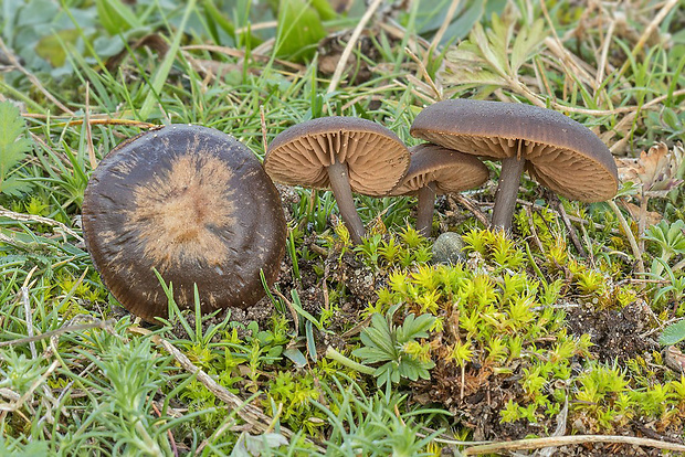 hodvábnica Entoloma sp.