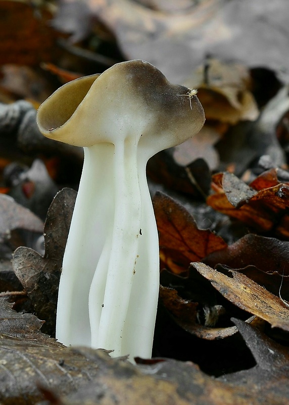 chriapač Helvella sp.