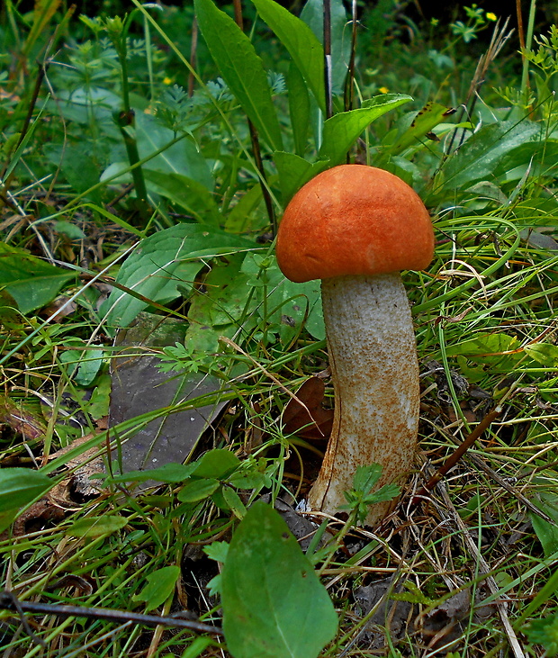 kozák dubový Leccinum aurantiacum (Bull.) Gray