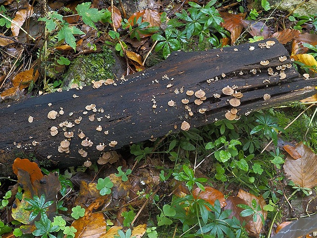 pňovka obyčajná Panellus stipticus (Bull.) P. Karst.