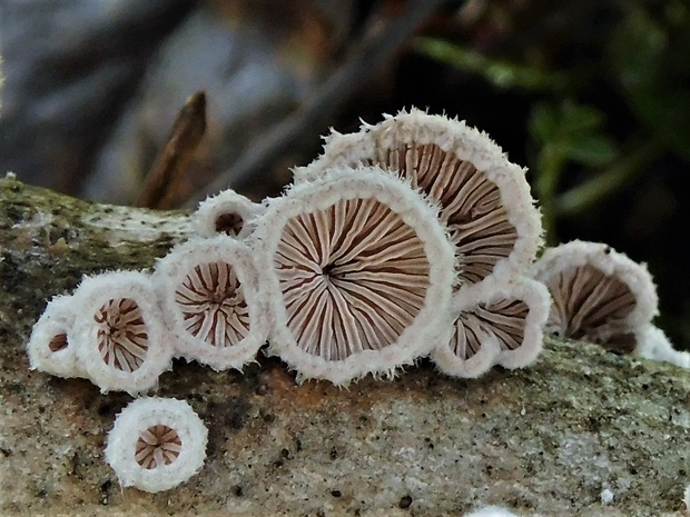 klanolupeňovka obyčajná Schizophyllum commune Fr.