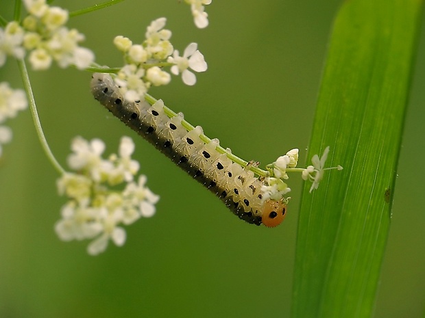 piliarka Tenthredinidae sp.