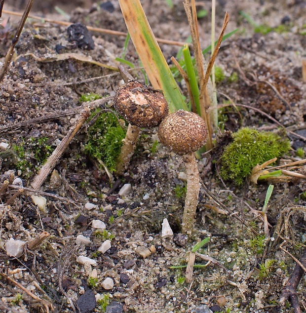 stopkovec Tulostoma sp.