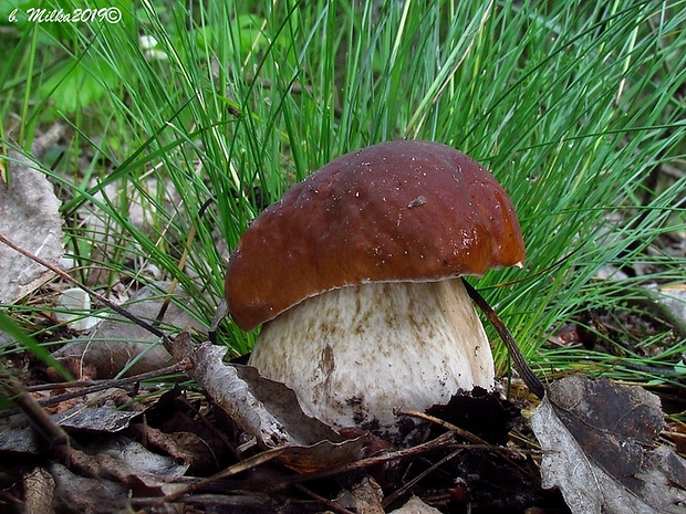 hríb smrekový Boletus edulis Bull.