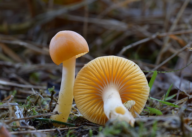 lúčnica statná Cuphophyllus pratensis (Fr.) Bon