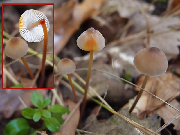 prilbička šafranová Mycena crocata (Schrad.) P. Kumm.