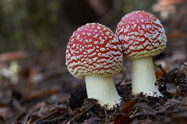 muchotrávka červená Amanita muscaria (L.) Lam.