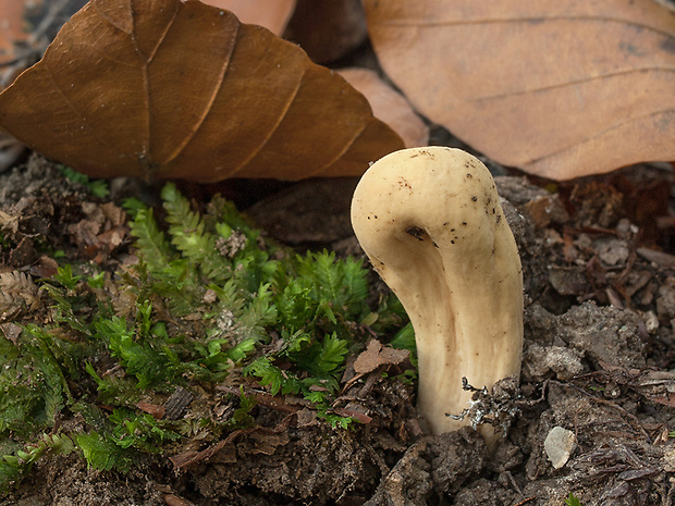 kyjak obrovský Clavariadelphus pistillaris (Fr.) Donk