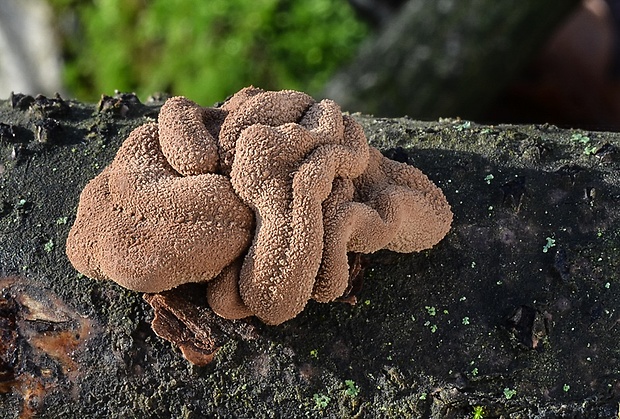 dutinovka otrubnatá Encoelia furfuracea (Roth) P. Karst.