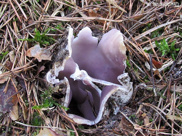 tulipánovka fialová Sarcosphaera coronaria (Jacq.) J. Schröt.