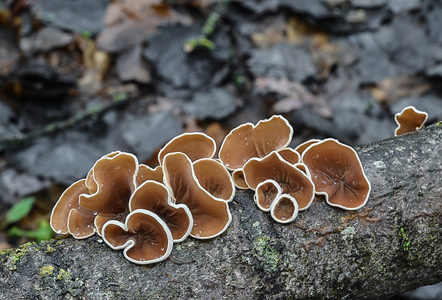 škľabka plstnatá Schizophyllum amplum (Lév.) Nakasone