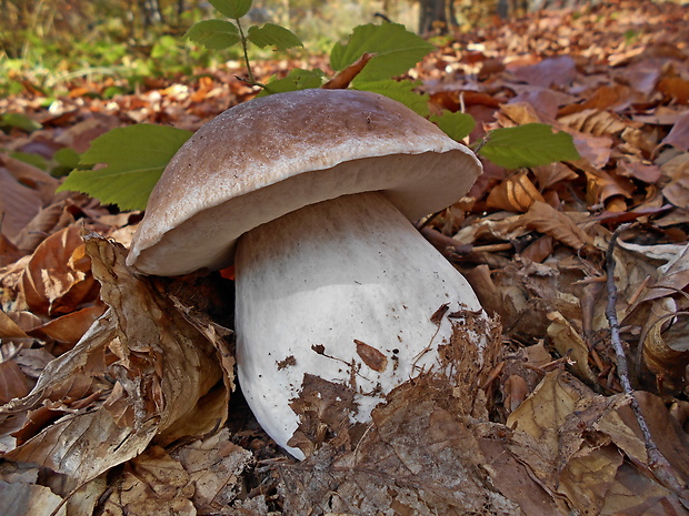 hríb smrekový Boletus edulis Bull.