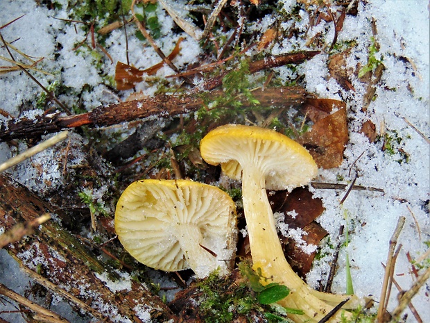 šťavnačka smrekovcová Hygrophorus lucorum Kalchbr.