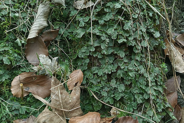 porastnica Marchantia polymorpha