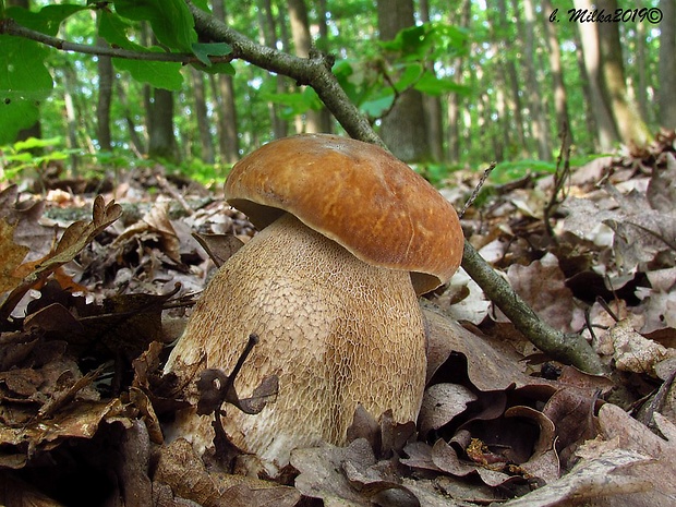 hríb dubový Boletus reticulatus Schaeff.