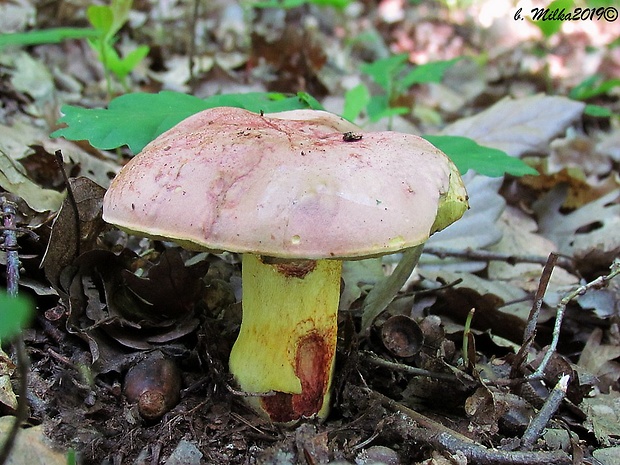 hríb kráľovský Butyriboletus regius (Krombh.) D. Arora & J.L. Frank