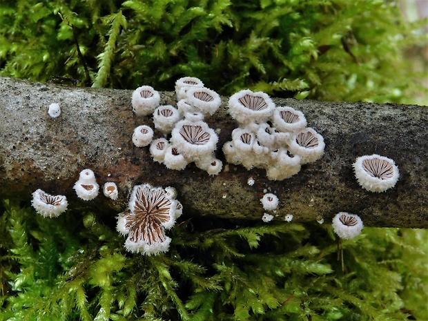 klanolupeňovka obyčajná Schizophyllum commune Fr.