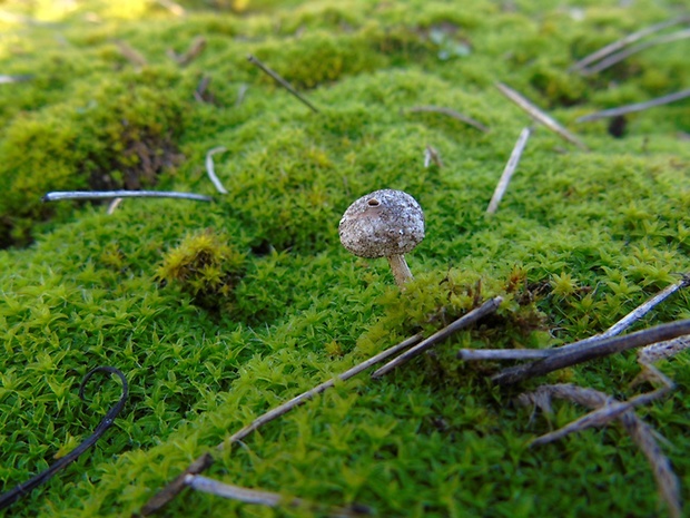 stopkovec zimný Tulostoma brumale Pers.