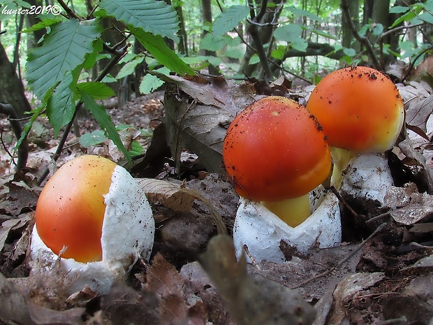 muchotrávka cisárska Amanita caesarea (Scop.) Pers.