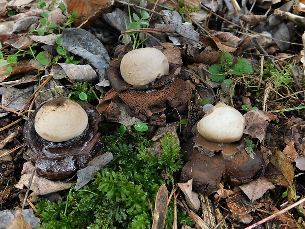 hviezdovka trojitá Geastrum sp.