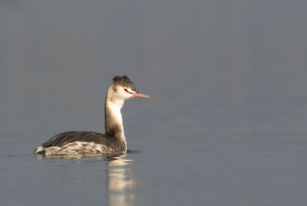 potápka chochlatá Podiceps cristatus