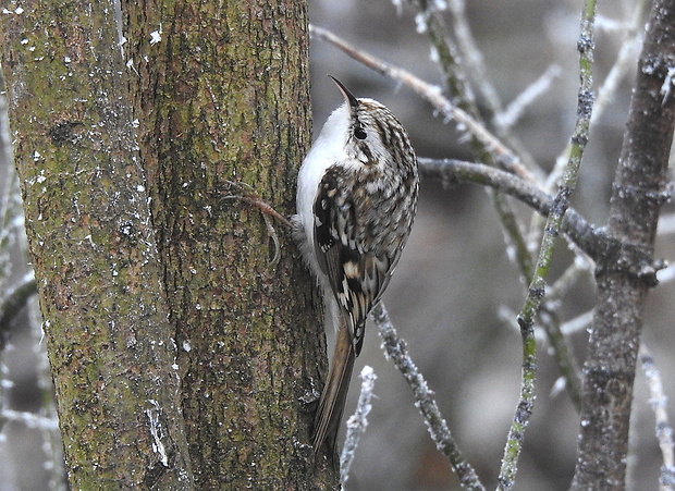 šoupálek dlouhoprstý Certhia familiaris