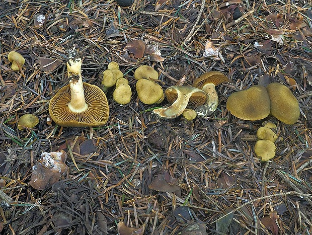 pavučinovec žltozelený horský Cortinarius venetus var. montanus M.M. Moser