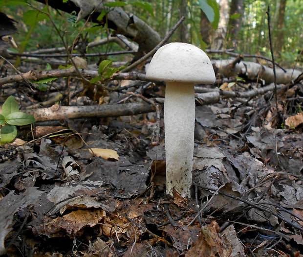 kozák biely Leccinum holopus (Rostk.) Watling