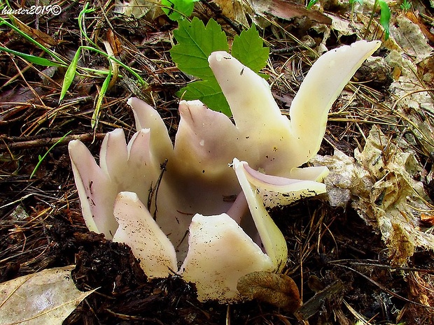 tulipánovka fialová Sarcosphaera coronaria (Jacq.) J. Schröt.