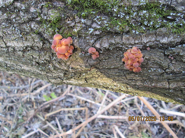 plamienka Flammulina sp.