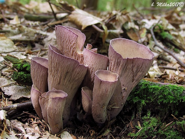 lievikovec kyjakovitý Gomphus clavatus (Pers.) Gray