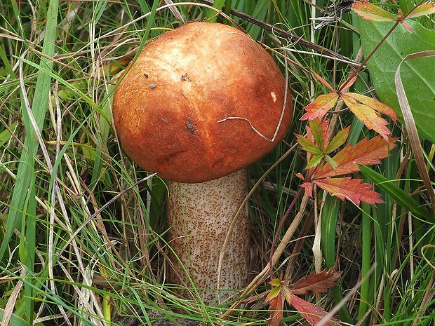 kozák dubový Leccinum aurantiacum (Bull.) Gray