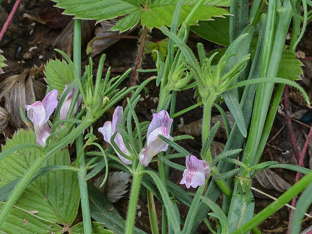 papulienka roľná Misopates orontium (L.) Raf.