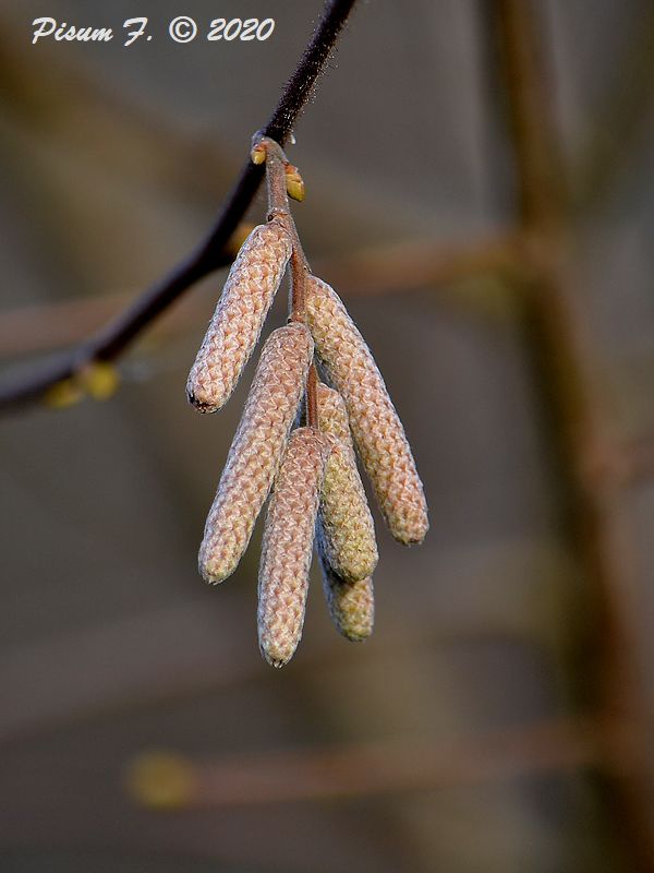 lieska obyčajná Corylus avellana L.