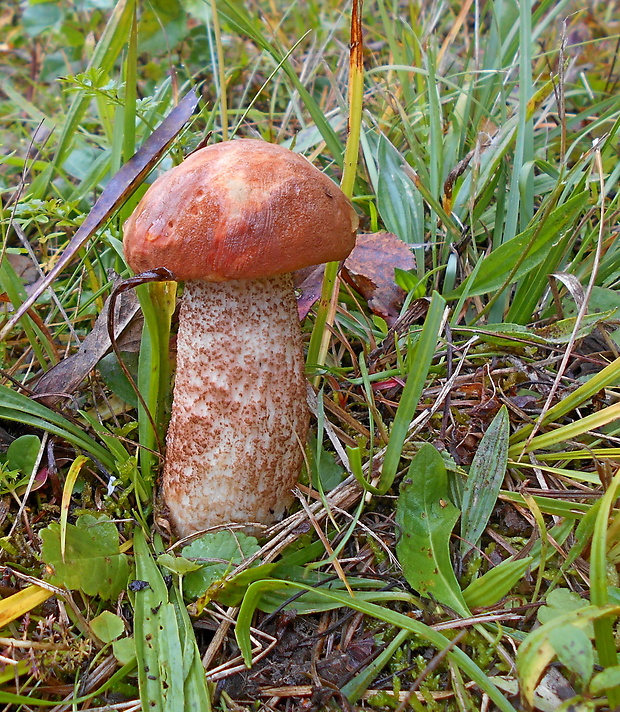 kozák dubový Leccinum aurantiacum (Bull.) Gray