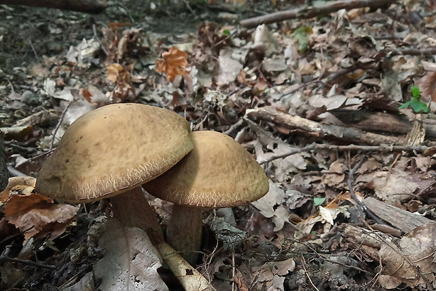 kozák hrabový Leccinum pseudoscabrum (Kallenb.) Šutara