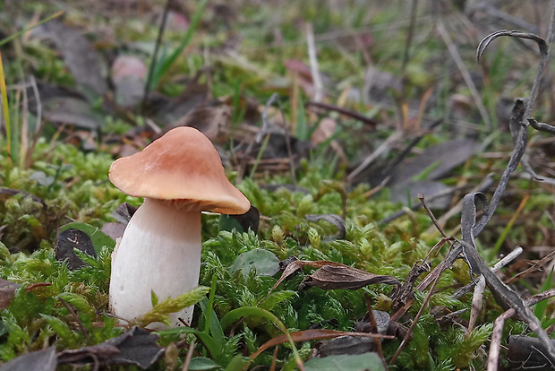 lúčnica statná Cuphophyllus pratensis (Fr.) Bon