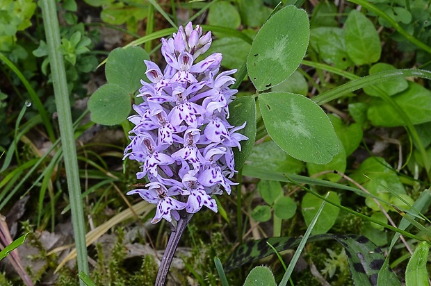 vstavačovec fuchsov pravý Dactylorhiza fuchsii subsp. fuchsii (Druce) Soó