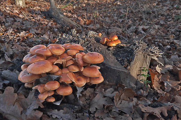 plamienka Flammulina sp.