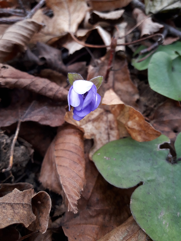 pečeňovník trojlaločný Hepatica nobilis Schreb.