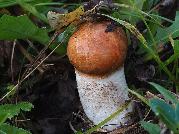 kozák dubový Leccinum aurantiacum (Bull.) Gray