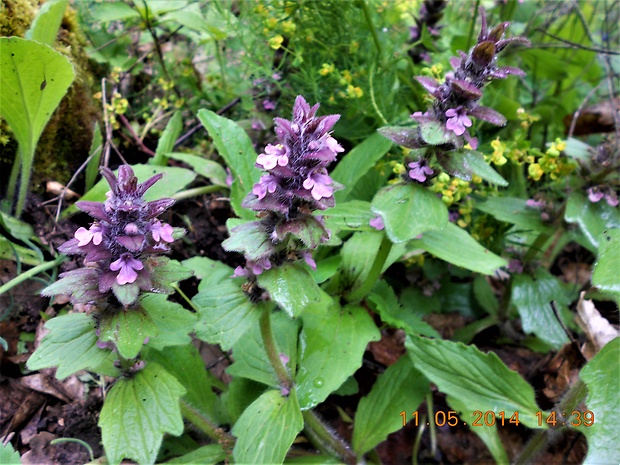 zbehovec ssp. Ajuga