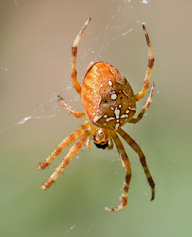 križiak štvorškvrnný Araneus quadratus