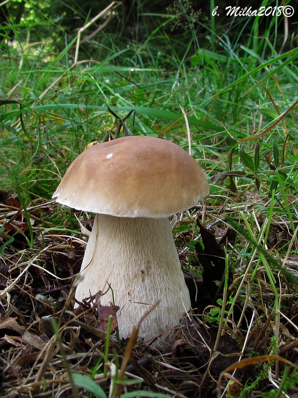 hríb smrekový Boletus edulis Bull.