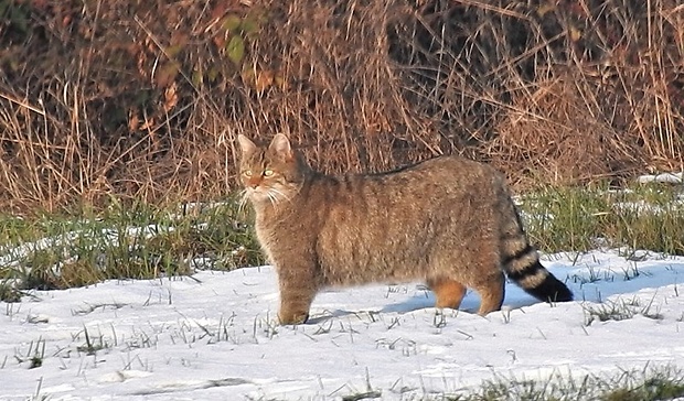 mačka divá Felis silvestris