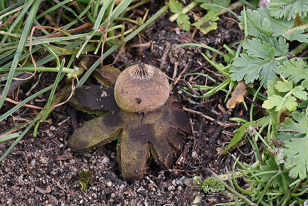 hviezdovka drsná Geastrum campestre Morgan